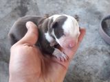 Safkan Pitbull Yavruları