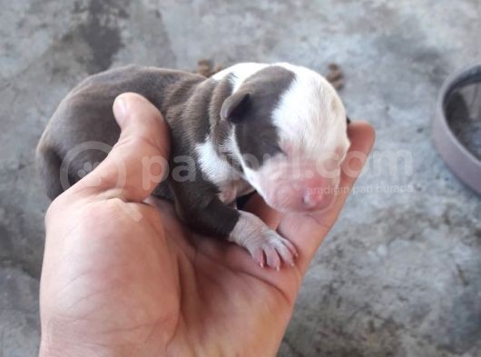 Safkan Pitbull Yavruları görsel
