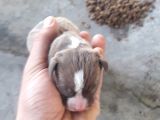 Safkan Pitbull Yavruları