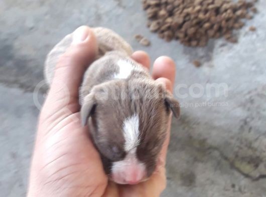 Safkan Pitbull Yavruları görsel