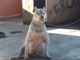 Safkan Pitbull Yavruları