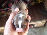 Safkan Pitbull Yavruları