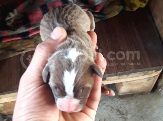 Safkan Pitbull Yavruları