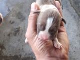 Safkan Pitbull Yavruları