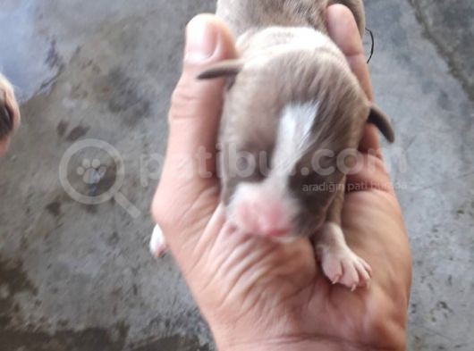 Safkan Pitbull Yavruları görsel