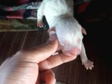 Safkan Pitbull Yavruları