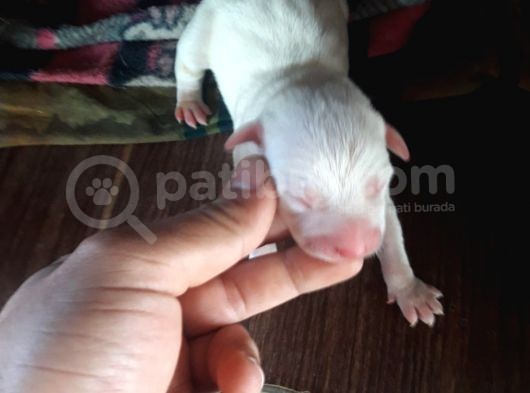 Safkan Pitbull Yavruları görsel