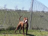 Safkan Pitbull Yavruları