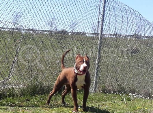 Safkan Pitbull Yavruları görsel