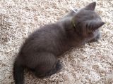 2 Aylık Erkek Gri̇ British Shorthair