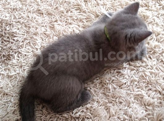 2 Aylık Erkek Gri̇ British Shorthair görsel