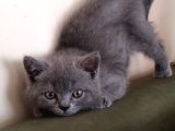 2 Aylık Erkek Gri̇ British Shorthair