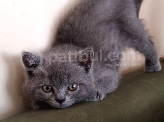 2 Aylık Erkek Gri̇ British Shorthair görsel