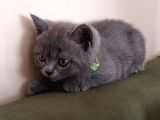 2 Aylık Erkek Gri̇ British Shorthair