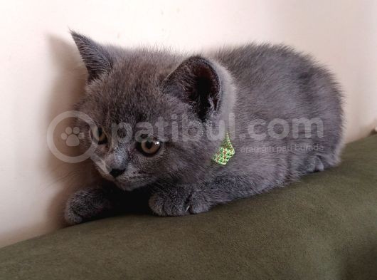 2 Aylık Erkek Gri̇ British Shorthair görsel