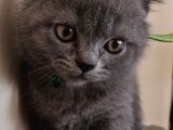 2 Aylık Erkek Gri̇ British Shorthair