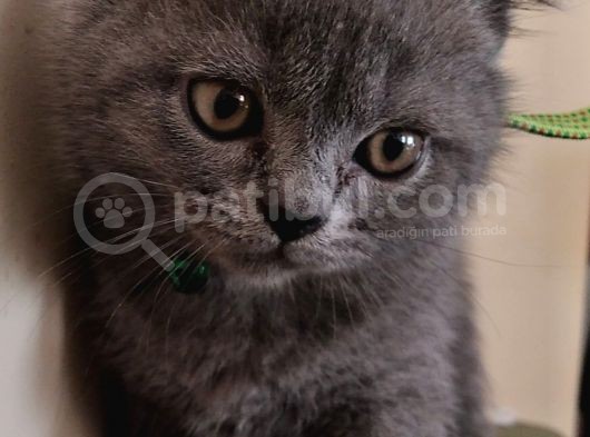 2 Aylık Erkek Gri̇ British Shorthair
