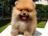 Pomeranian Boo Yavrularımız