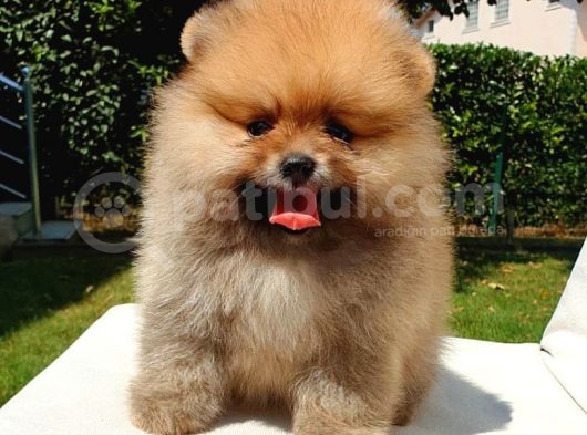 Pomeranian Boo Yavrularımız görsel