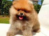 Pomeranian Boo Yavrularımız