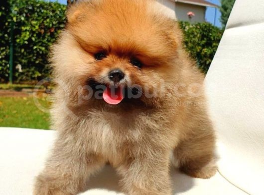 Pomeranian Boo Yavrularımız görsel