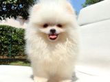 Pomeranian Boo Yavrularımız