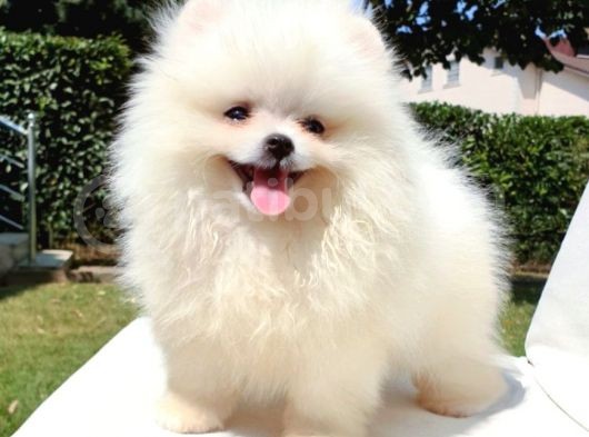 Pomeranian Boo Yavrularımız görsel