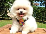 Teddy Face Pomeranian Boo Yavrularımız