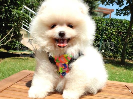 Teddy Face Pomeranian Boo Yavrularımız görsel