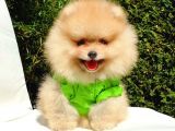 Teddy Face Pomeranian Boo Yavrularımız