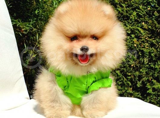 Teddy Face Pomeranian Boo Yavrularımız görsel