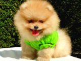 Teddy Face Pomeranian Boo Yavrularımız