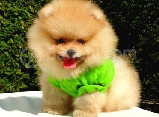 Teddy Face Pomeranian Boo Yavrularımız görsel