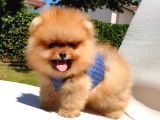 Teddy Face Pomeranian Boo Yavrularımız