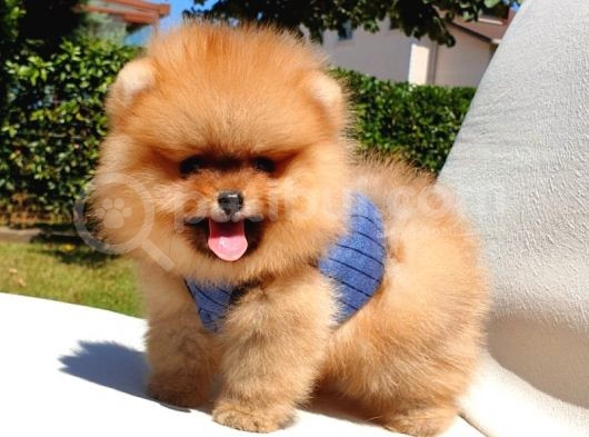 Teddy Face Pomeranian Boo Yavrularımız görsel