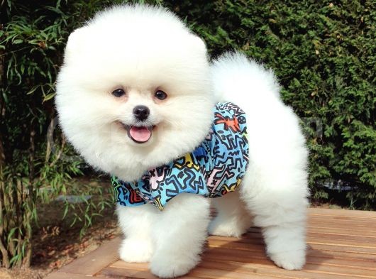 Orjinal Pomeranian Boo Yavrularımız görsel