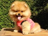 Orjinal Pomeranian Boo Yavrularımız