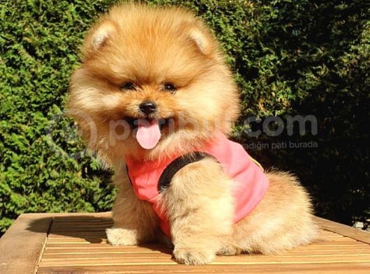 Orjinal Pomeranian Boo Yavrularımız görsel
