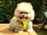 Pomeranian Boo Teddy Bear Yavrular