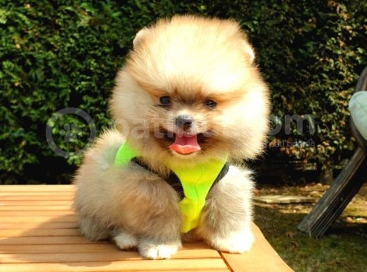 Pomeranian Boo Teddy Bear Yavrular görsel