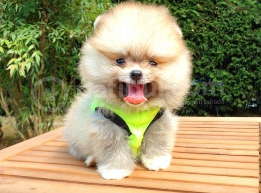 Pomeranian Boo Teddy Bear Yavrular görsel