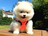 Orjinal Pomeranian Boo Yavrularımız