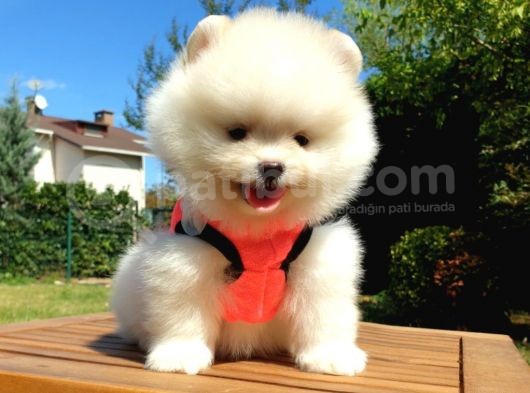 Orjinal Pomeranian Boo Yavrularımız görsel