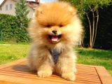 Pomeranian Boo Teddy Bear Yavrular