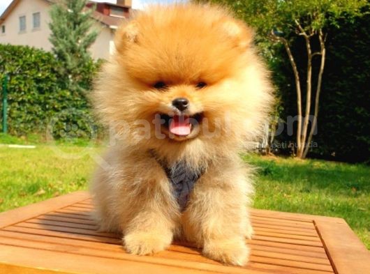 Pomeranian Boo Teddy Bear Yavrular görsel