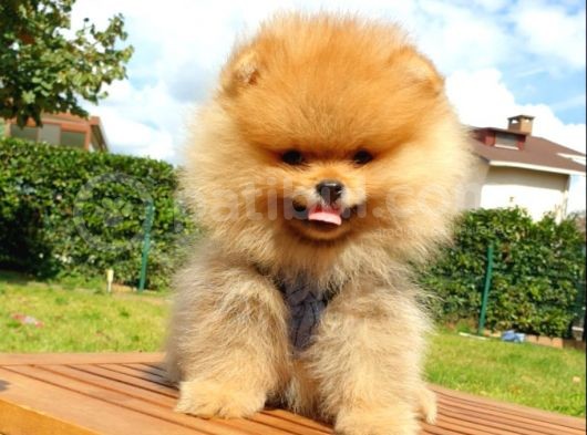 Pomeranian Boo Teddy Bear Yavrular görsel