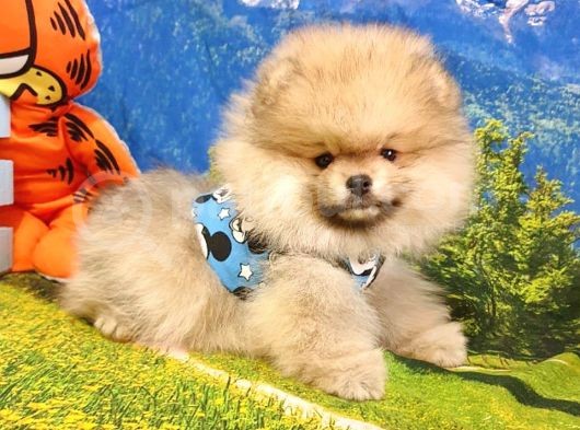 Teddy Face Pomeranian Boo Yavrularımız