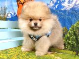 Teddy Face Pomeranian Boo Yavrularımız