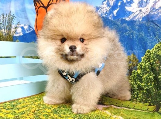 Teddy Face Pomeranian Boo Yavrularımız görsel