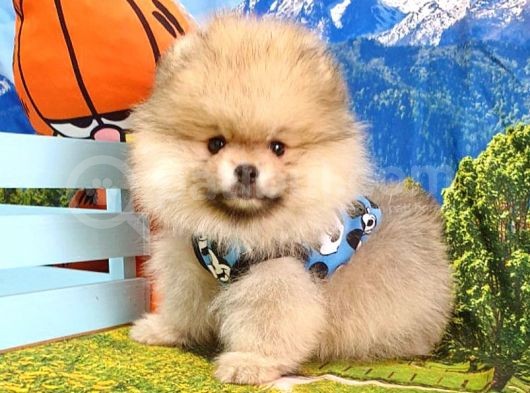 Teddy Face Pomeranian Boo Yavrularımız görsel